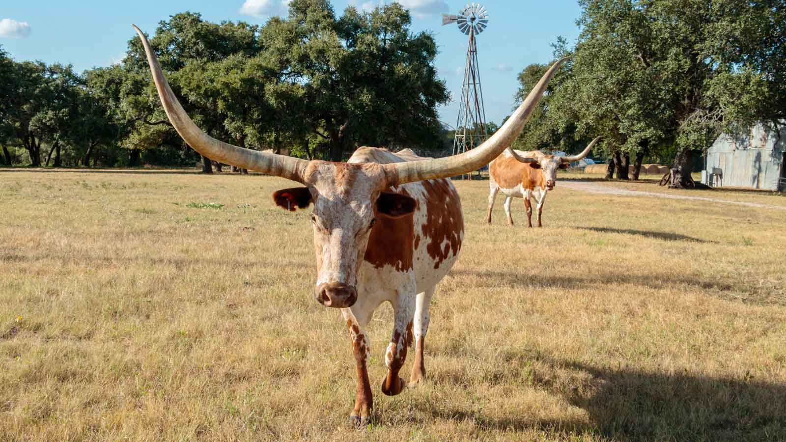 longhorns-in-bertram-tx Longhorns in Bertram, TX | FixDoor